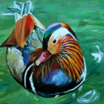 Painting of a Mandarin Duck by Ivy Bath