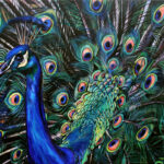 painting of a peacock by Ivy Bath